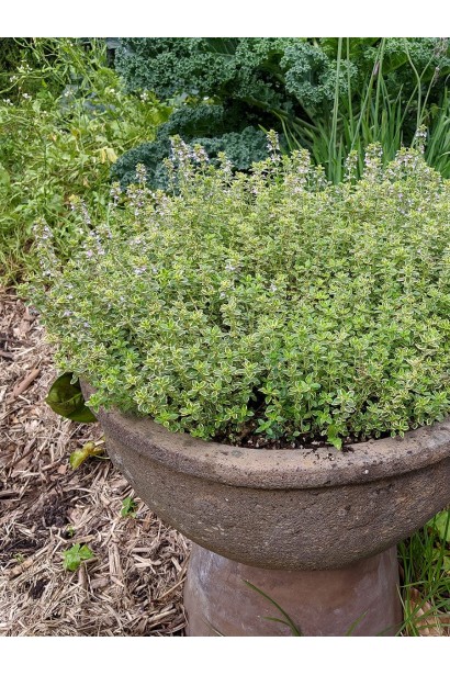  Чебрець лимонний Варієгата в саду